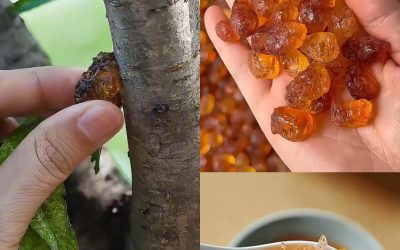 Persikkapuun hartsin (Tao Jiao) voima: 15 yllättävää hyötyä ja kuinka käyttää sitä kotona