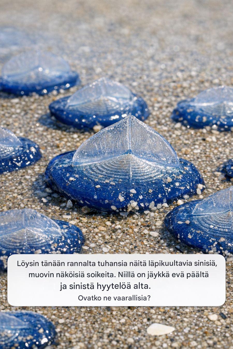 Löysin tänään rannalta tuhansia näitä läpikuultavia sinisiä, muovin näköisiä soikeita. Niillä on jäykkä evä päältä ja sinistä hyytelöä alta. Ovatko ne vaarallisia?