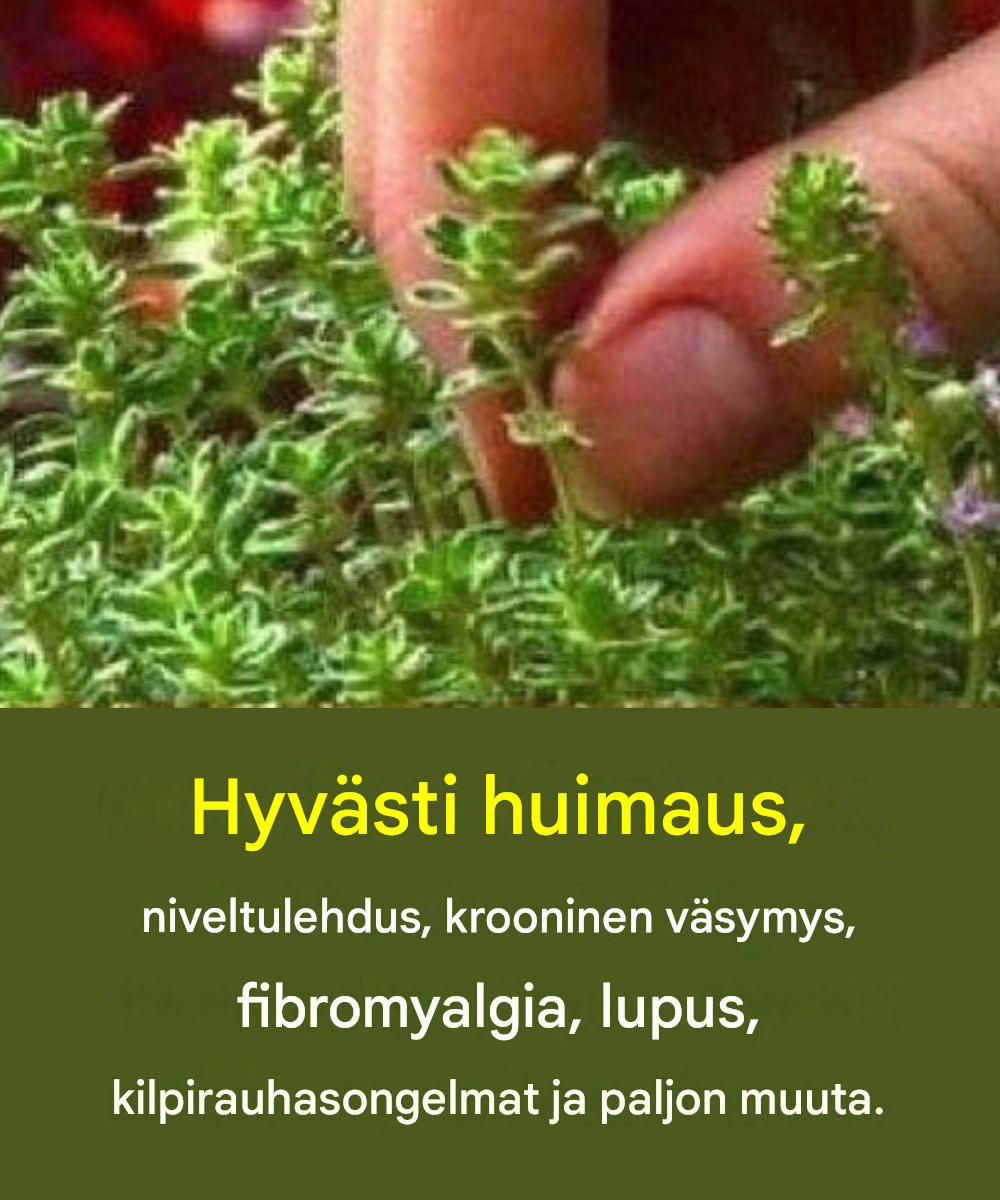 Jo yksi tämän kasvin lehti auttaa sinua välttämään…