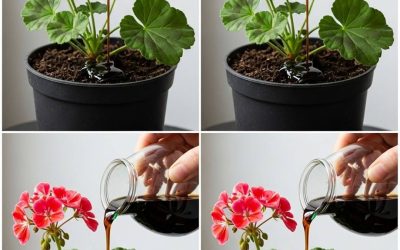 Tee näin, ja pelargonisi voivat kukkia lähes jatkuvasti yli vuoden ajan.