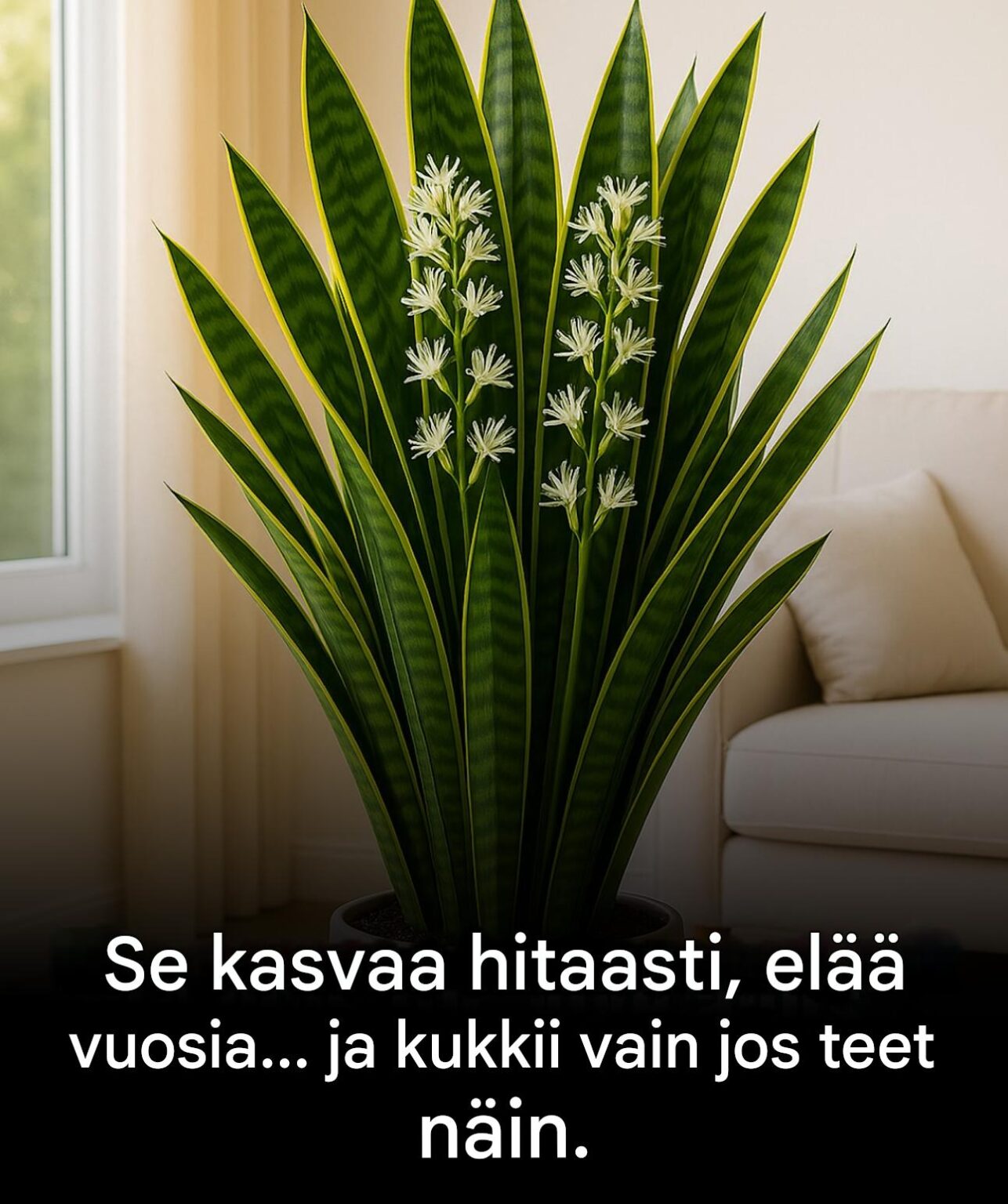 Anopin kieli: juuri se paikka, jossa se voi kukoistaa ja säilyä vuosia.