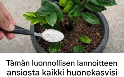 Tämän luonnollisen lannoitteen ansiosta kaikki huonekasvisi kukkivat helposti.