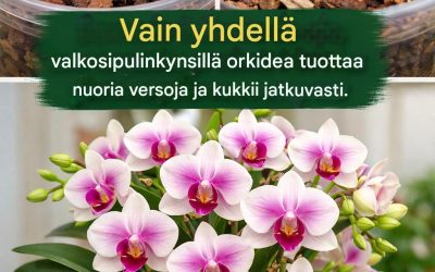 Vain yhdellä valkosipulinkynnellä – orkidea kasvattaa uusia versoja ja kukkii tauotta
