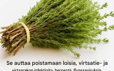 Timjami, pieni kasvi, mutta loistava lääke, suojaa kehoa luonnollisesti viruksilta, loisilta ja tulehduksilta.