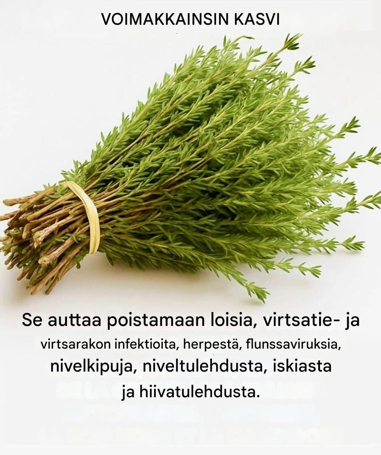 Timjami, pieni kasvi, mutta loistava lääke, suojaa kehoa luonnollisesti viruksilta, loisilta ja tulehduksilta.