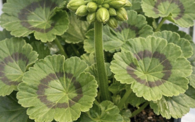 Onko sinulla pelargonioita? 10 tärkeää asiaa, jotka sinun on tehtävä…