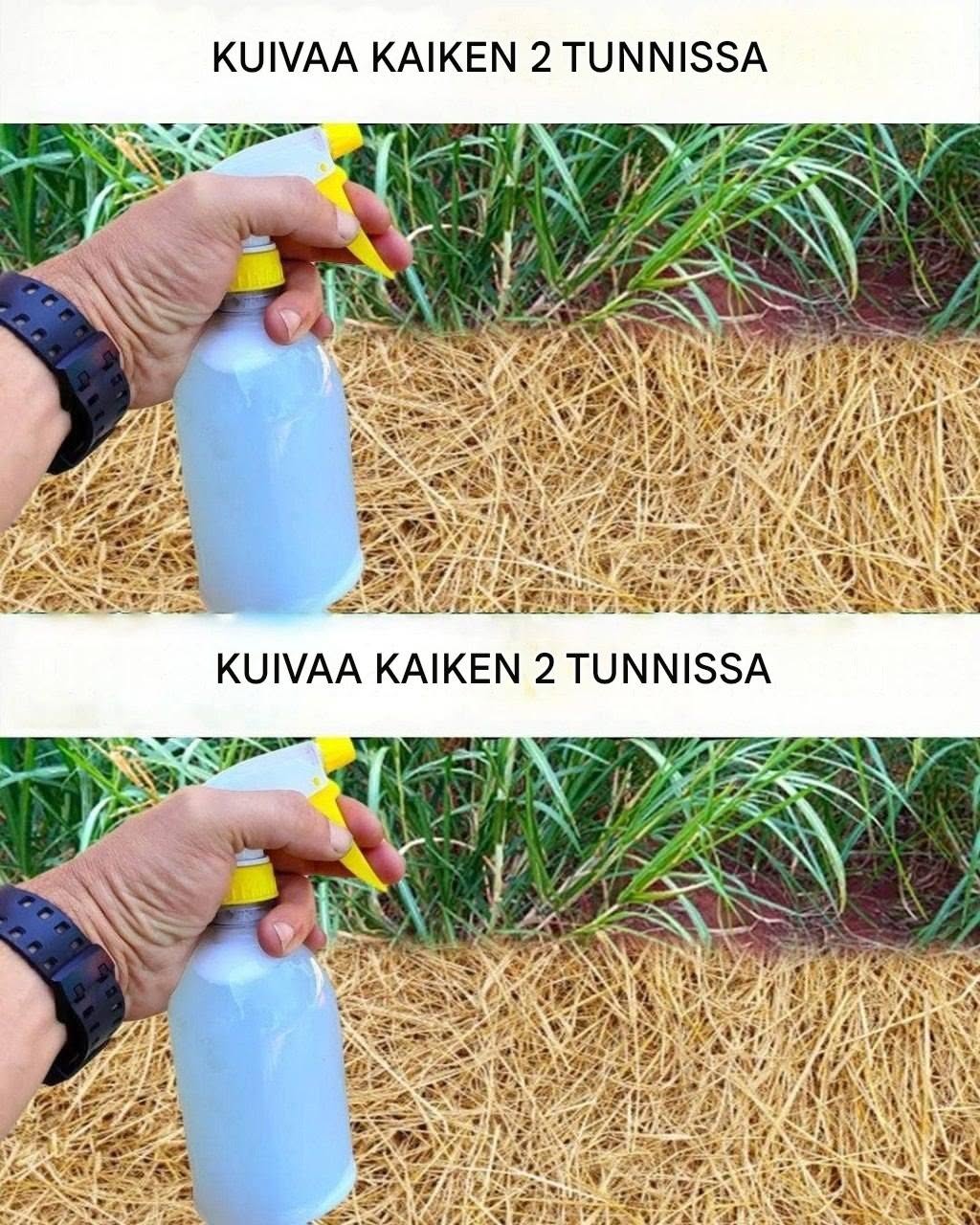 Paras kotitekoinen rikkakasvien torjunta-aine: Yksinkertainen myrkytön ratkaisu ei-toivotuille rikkaruohoille
