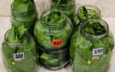 Niiden, joilla on näitä puutarhassaan, ei tarvitse huolehtia KORKEASTA PAINEESTA, suonikohjuista tai allergioista: Poimi nämä lehdet keväällä!