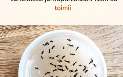 Näin pidät muurahaiset poissa keittiöstäsi luonnollisesti muutamalla yksinkertaisella vaiheella
