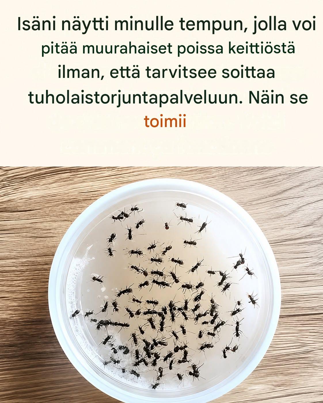 Näin pidät muurahaiset poissa keittiöstäsi luonnollisesti muutamalla yksinkertaisella vaiheella