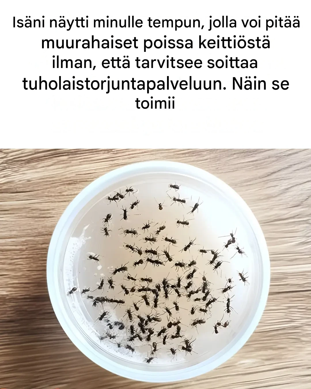 Miten pitää muurahaiset poissa keittiöstä ilman kemikaaleja?